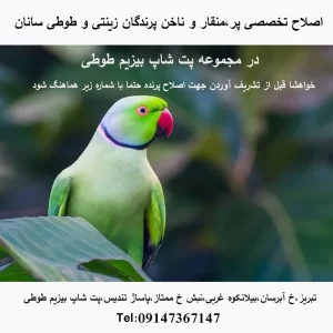 اصلاح تخصصی پر،منقار و ناخن پرندگان زینتی
